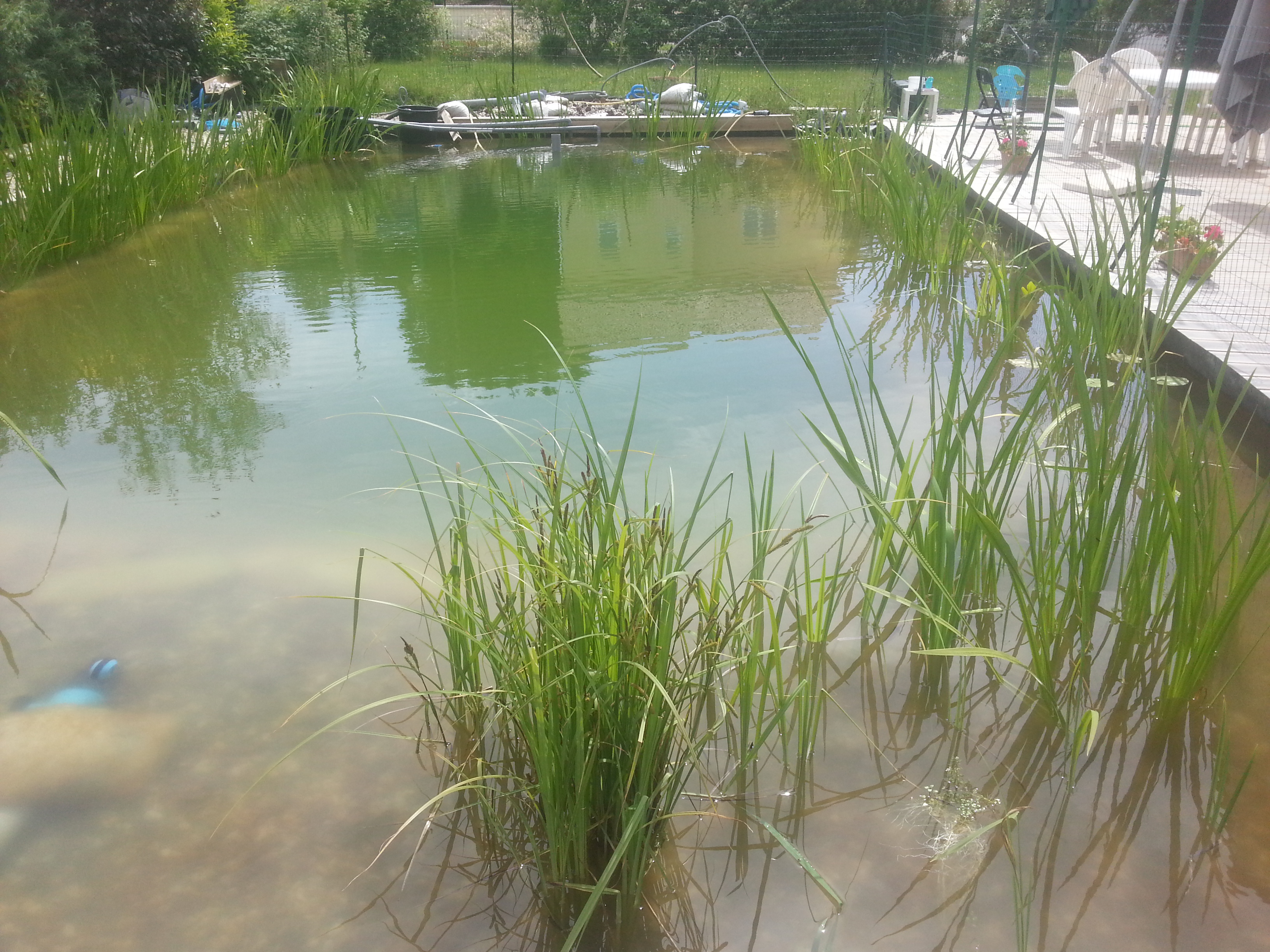 piscine autoportée algues vertes